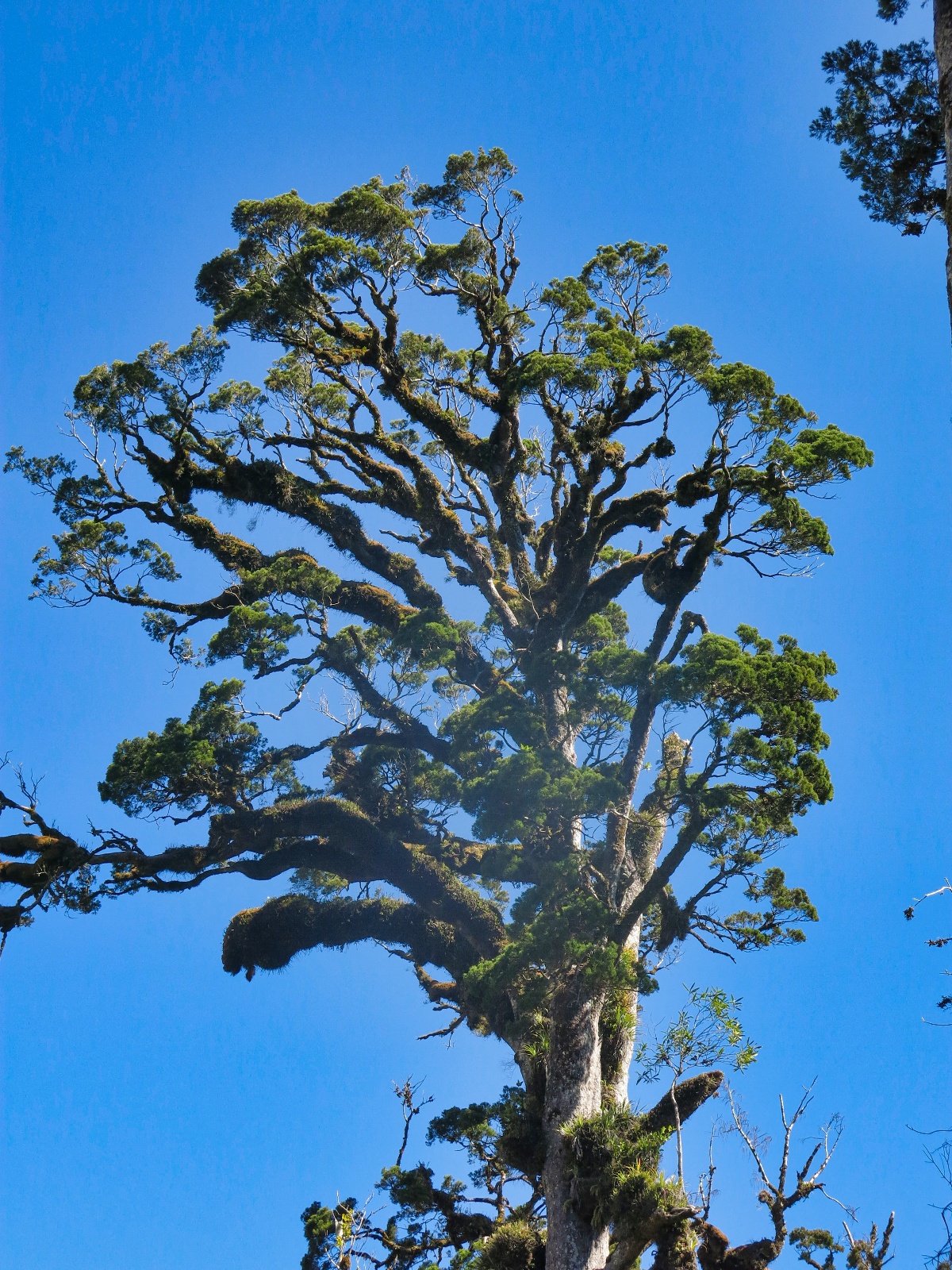 Kahikatea træ